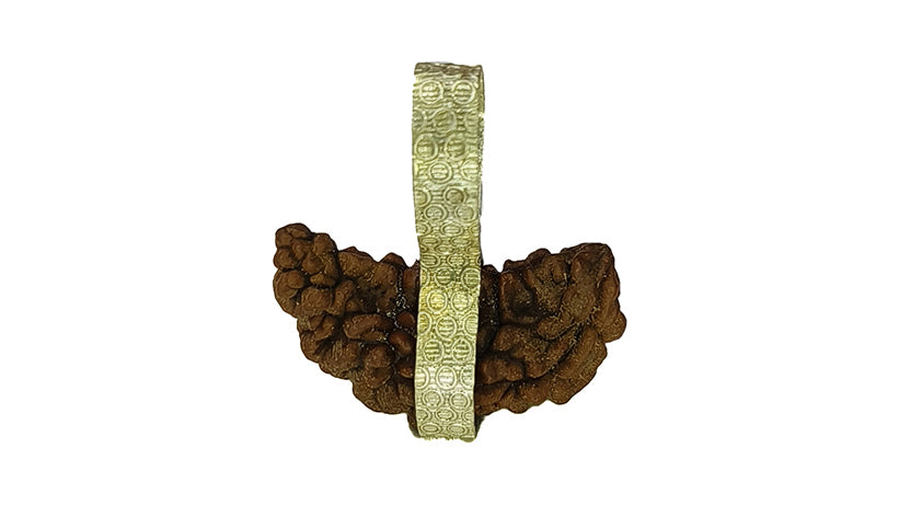 1 Mukhi Rudraksha