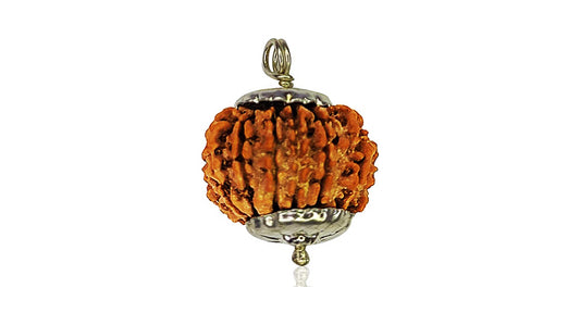 13 Mukhi Rudraksha