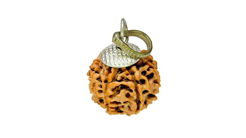 8 Mukhi Rudraksha