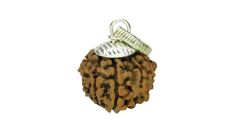 9 Mukhi Rudraksha