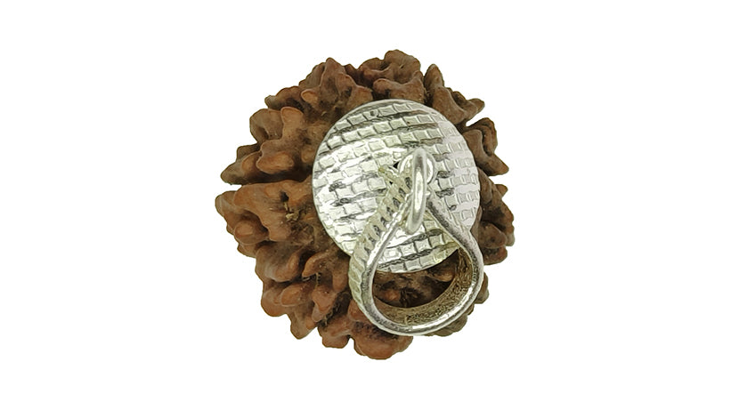 9 Mukhi Rudraksha