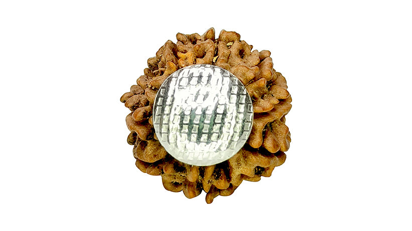 9 Mukhi Rudraksha