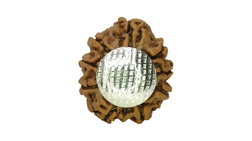 9 Mukhi Rudraksha