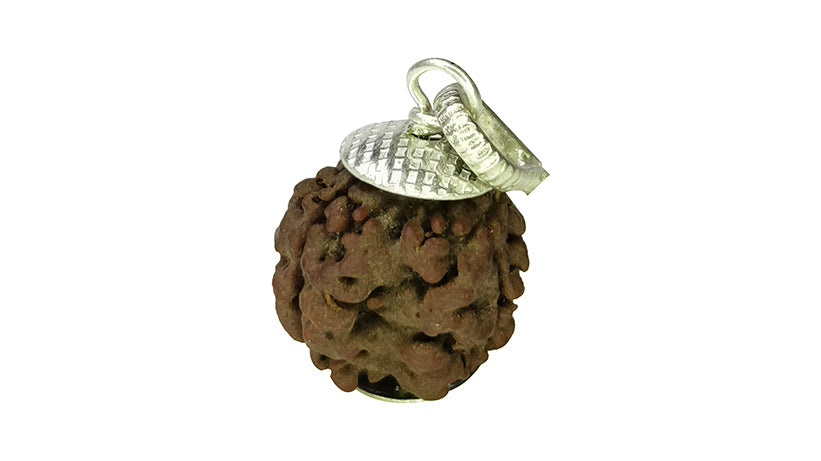 3 Mukhi Rudraksha