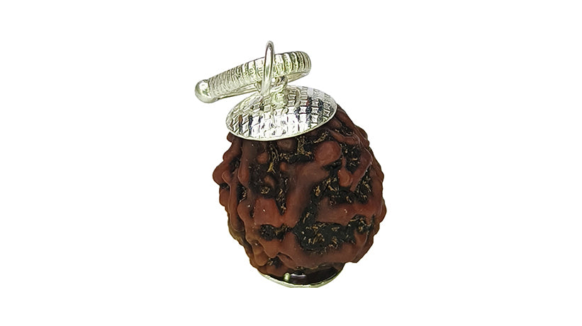 3 Mukhi Rudraksha