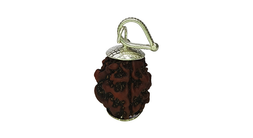 3 Mukhi Rudraksha