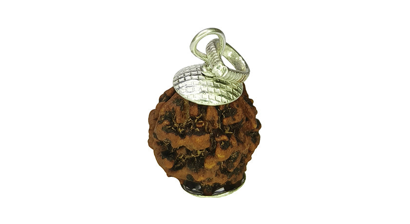 3 Mukhi Rudraksha