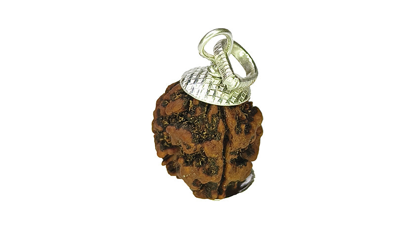 3 Mukhi Rudraksha