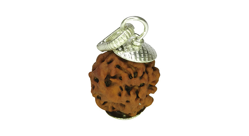 3 Mukhi Rudraksha