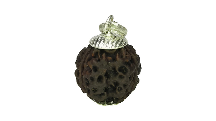 3 Mukhi Rudraksha