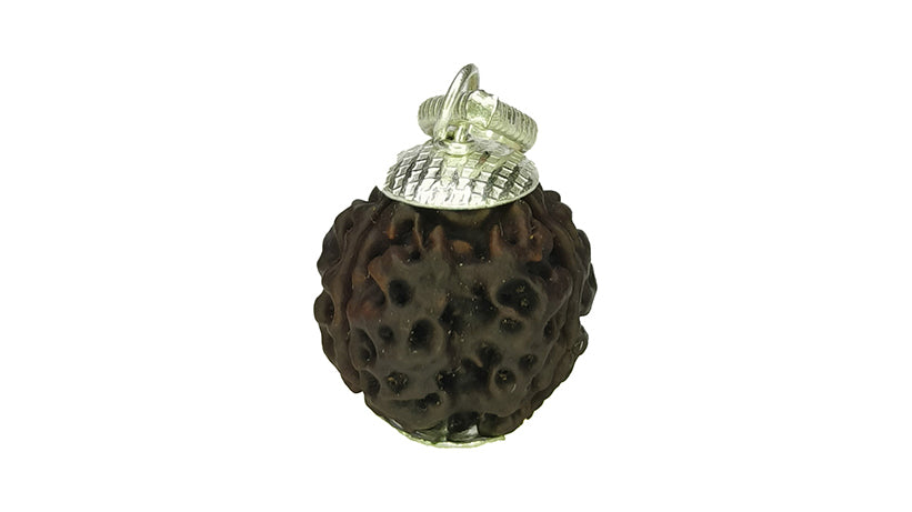 3 Mukhi Rudraksha