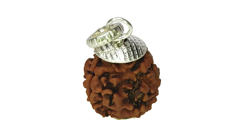 3 Mukhi Rudraksha