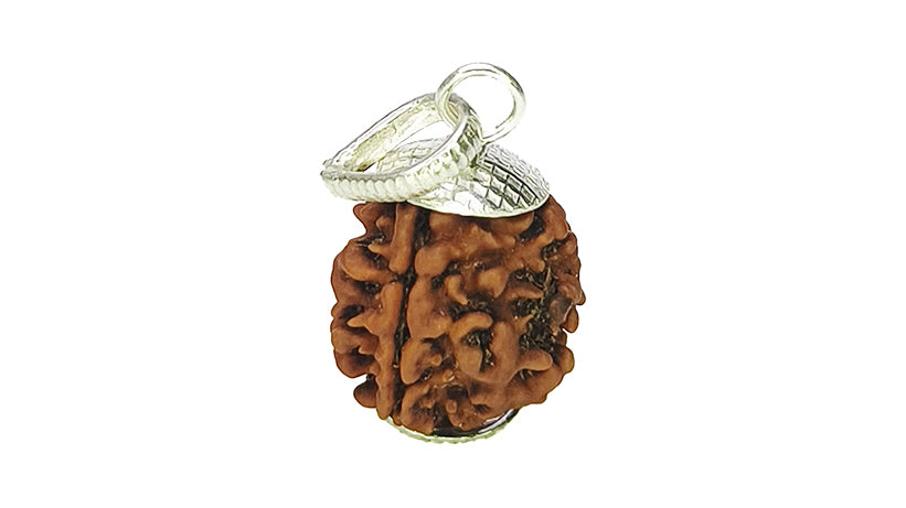 3 Mukhi Rudraksha