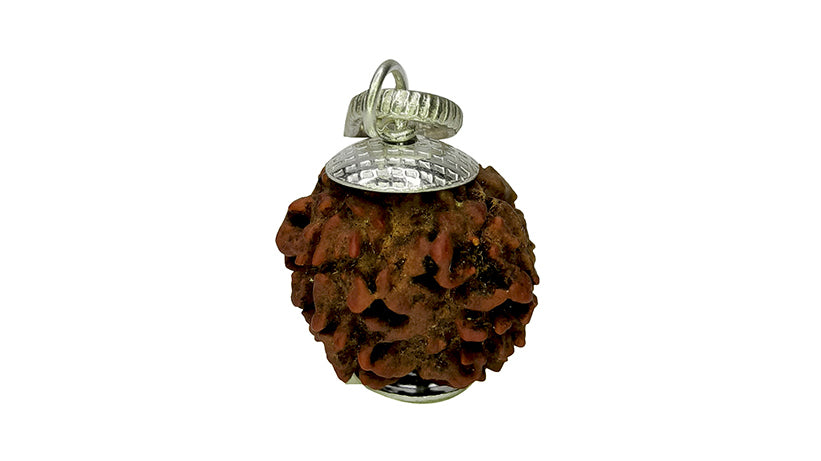 3 Mukhi Rudraksha