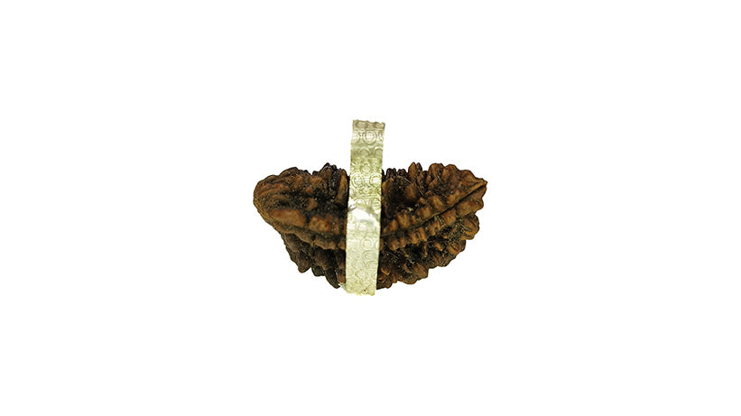 2 Mukhi Rudraksha