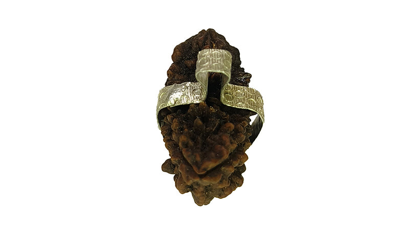 2 Mukhi Rudraksha