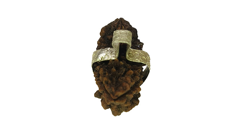 2 Mukhi Rudraksha