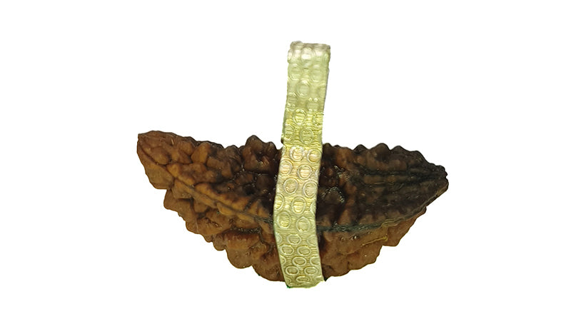 2 Mukhi Rudraksha