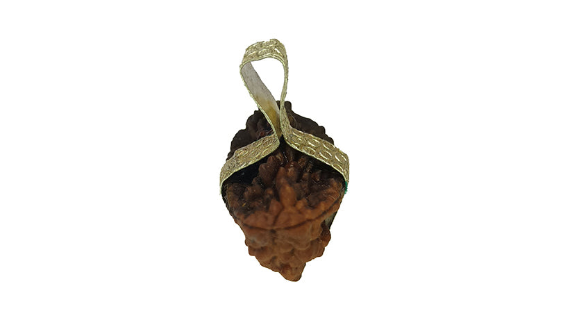 2 Mukhi Rudraksha
