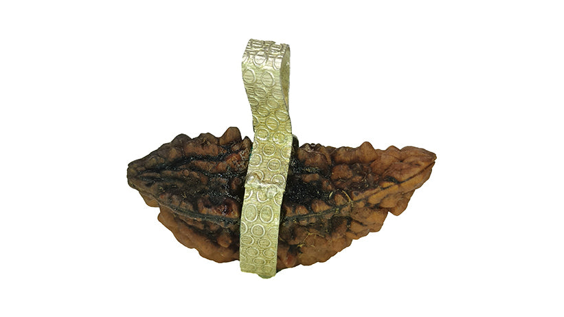 2 Mukhi Rudraksha