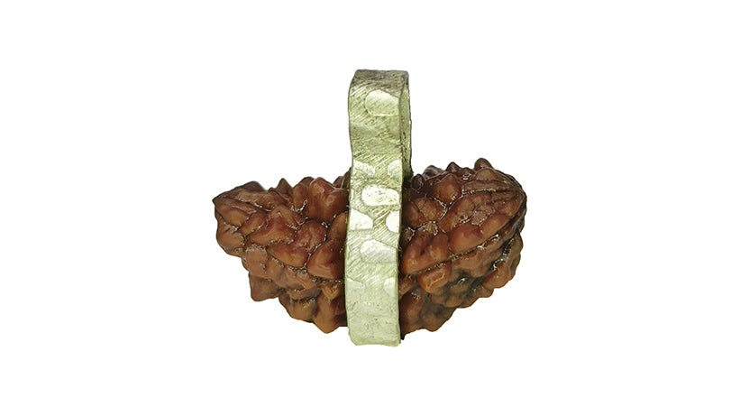 2 Mukhi Rudraksha