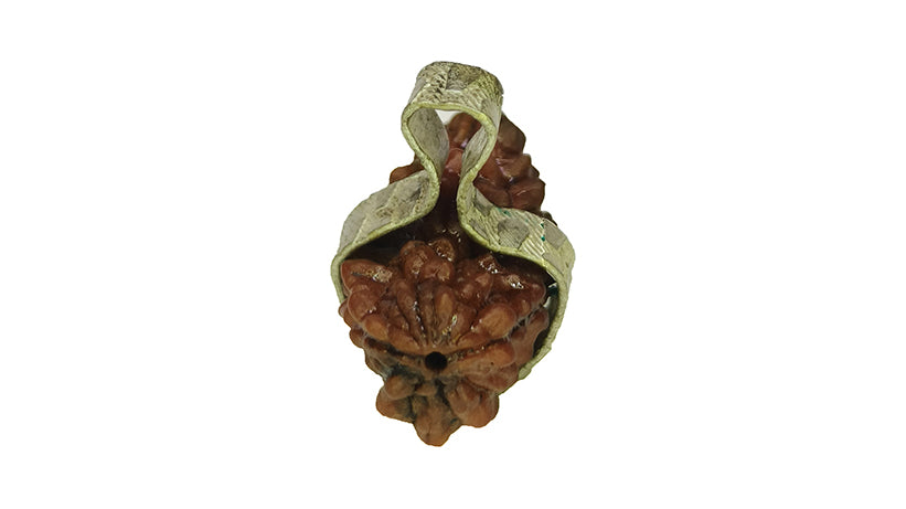 2 Mukhi Rudraksha