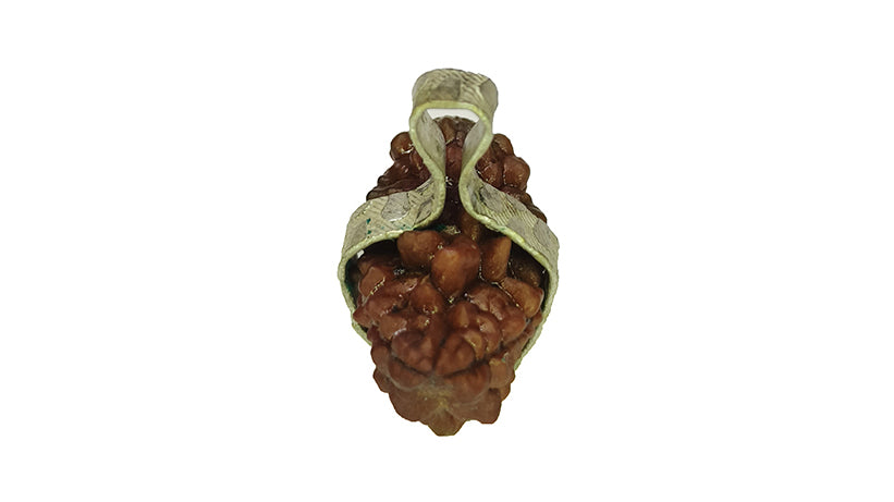 2 Mukhi Rudraksha