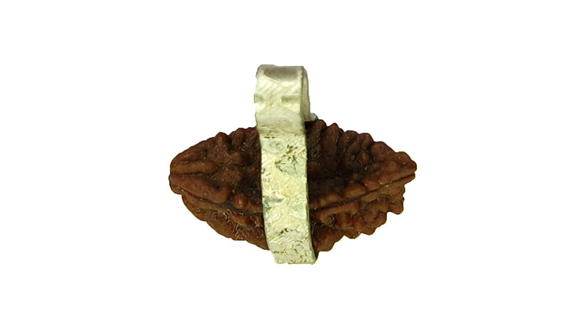 2 Mukhi Rudraksha