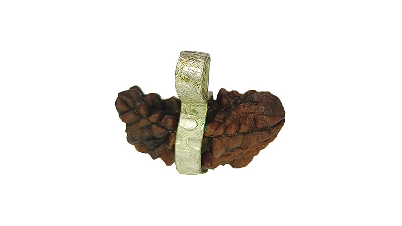 2 Mukhi Rudraksha