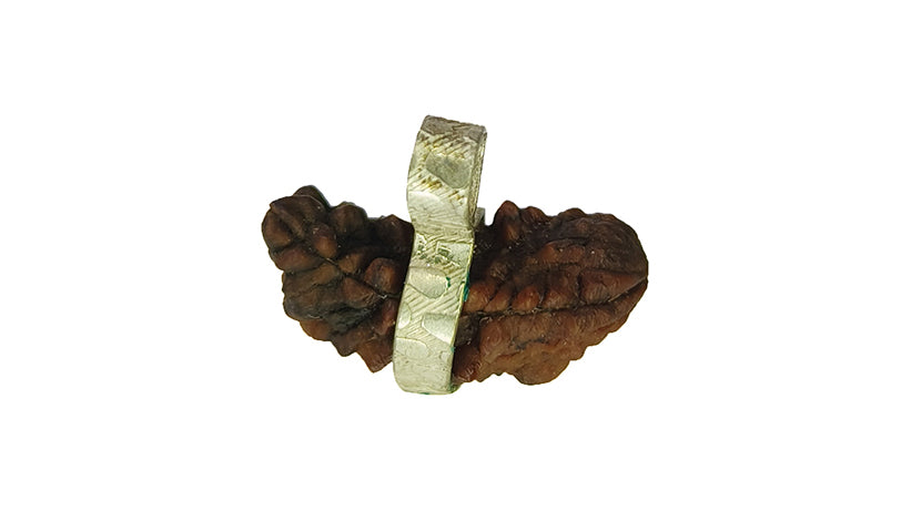 2 Mukhi Rudraksha
