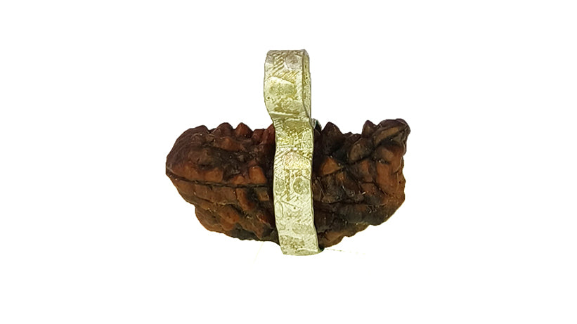 2 Mukhi Rudraksha