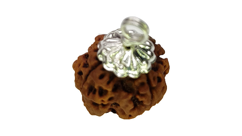 4 Mukhi Rudraksha