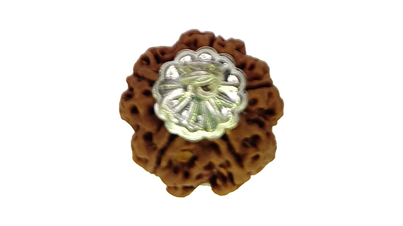 5 Mukhi Rudraksha