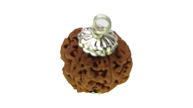 5 Mukhi Rudraksha