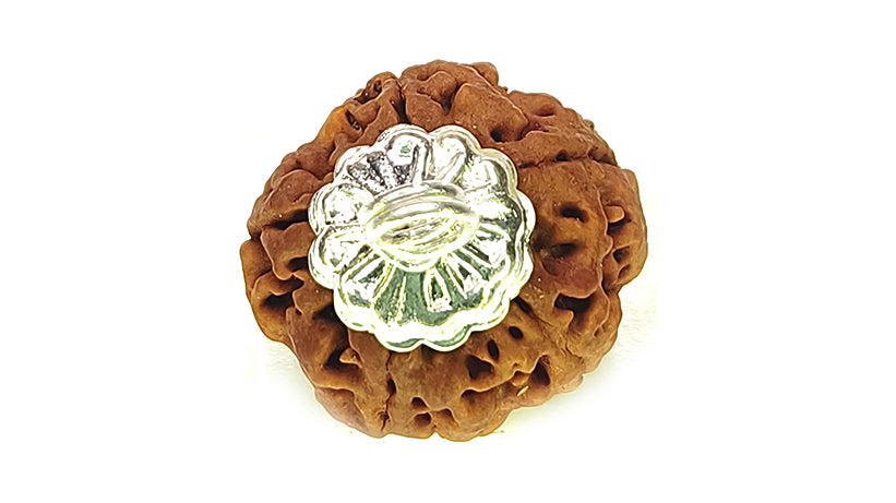 5 Mukhi Rudraksha