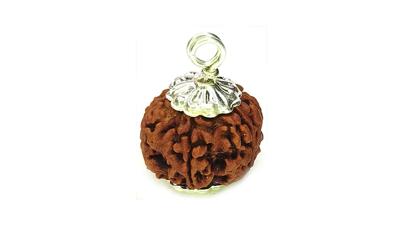 5 Mukhi Rudraksha