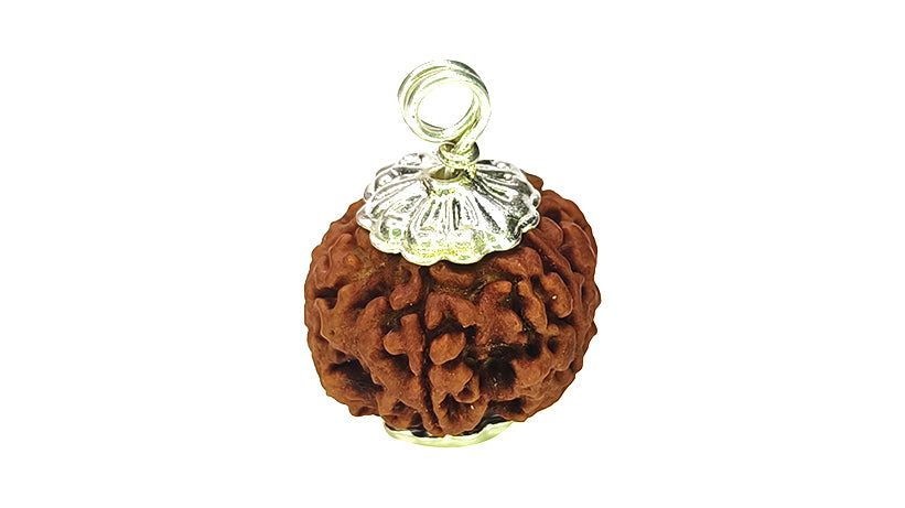 5 Mukhi Rudraksha