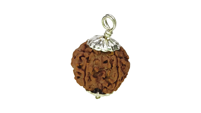 5 Mukhi Rudraksha