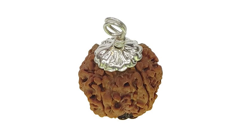 5 Mukhi Rudraksha