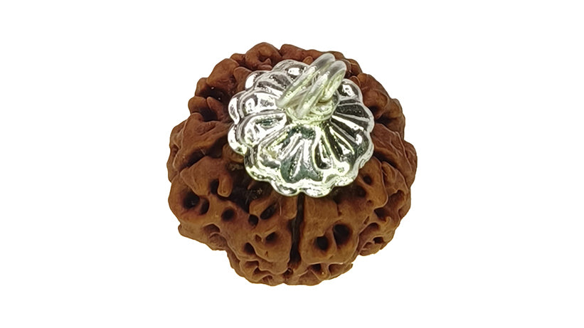5 Mukhi Rudraksha
