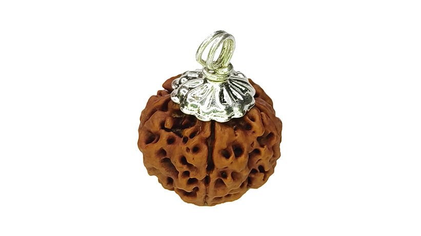 5 Mukhi Rudraksha