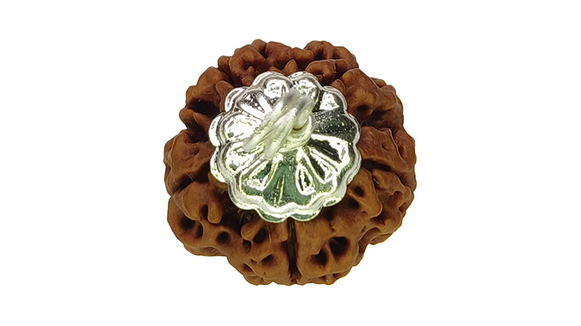 5 Mukhi Rudraksha