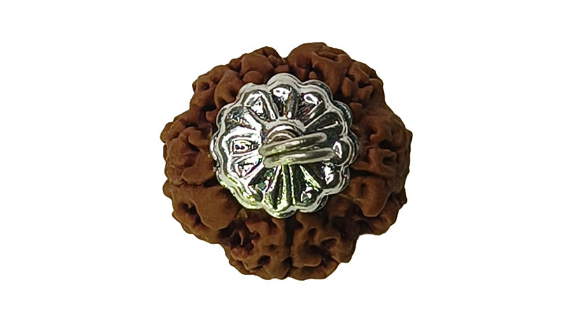 5 Mukhi Rudraksha