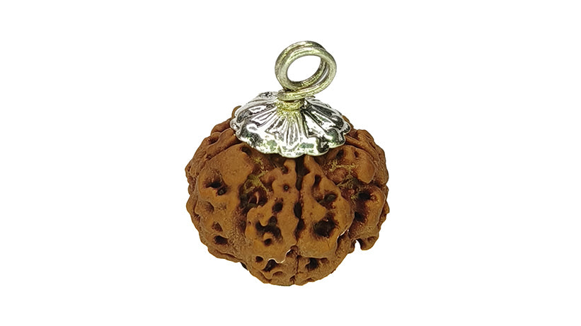 5 Mukhi Rudraksha