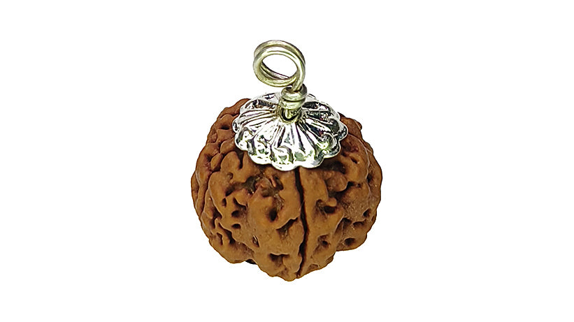 5 Mukhi Rudraksha