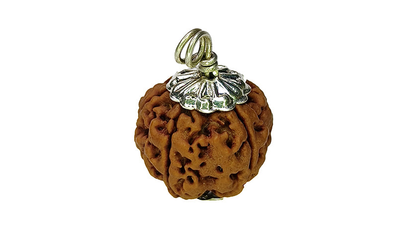5 Mukhi Rudraksha