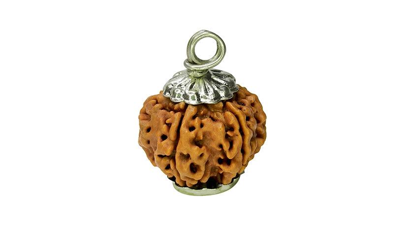 6 Mukhi Rudraksha