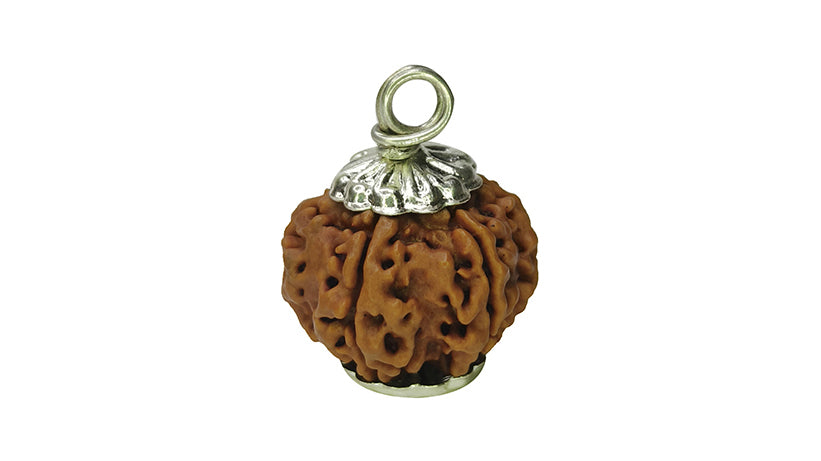 6 Mukhi Rudraksha