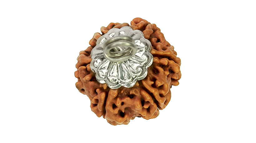 6 Mukhi Rudraksha