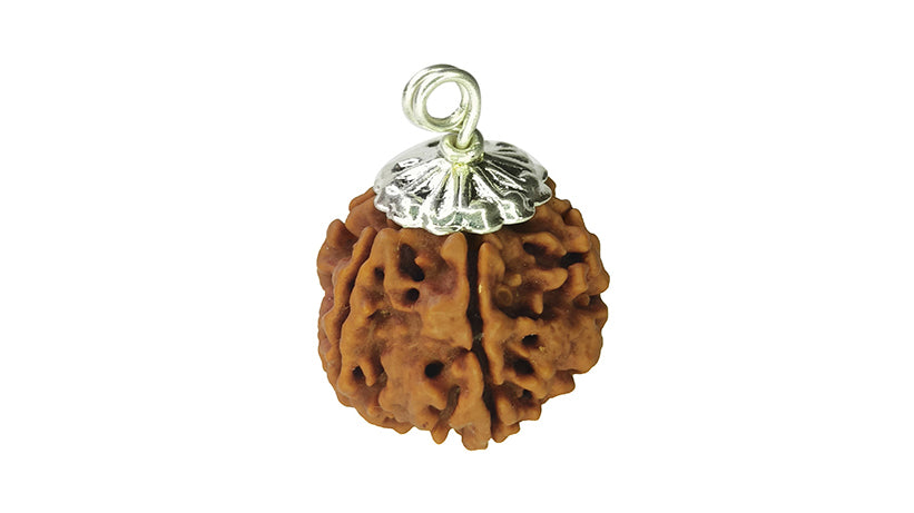 6 Mukhi Rudraksha